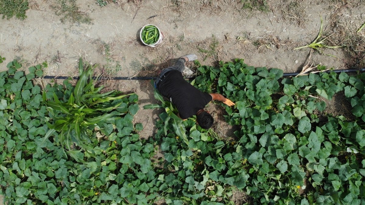 Hatay’da kavurucu sıcakta 700 TL yevmiyeyle salatalık hasadı